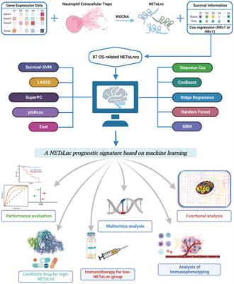 Development of a prognostic Neutrophil Extracellular Traps related lncRNA signature for soft tissue sarcoma using machine learning